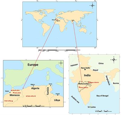 COVID-19 in Rural India, Algeria, and Morocco: A Feminist Analysis of Small-Scale Farmers' and Agricultural Laborers' Experiences and Inventive Practices